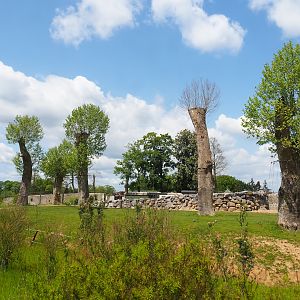 Pairi Daiza Steam Railway ride - First large Asian elephant paddock, 2023-05-16