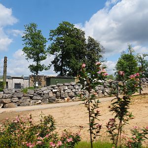 Pairi Daiza Steam Railway ride - Road in Asian elephant area and backside of The Land of the Cold exhibits, 2023-05-16