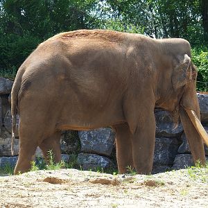 Pairi Daiza Steam Railway ride - Asian elephant bull (Elephas maximus), 2023-05-16