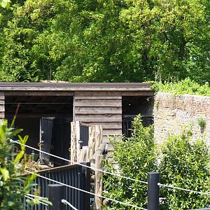 Pairi Daiza Steam Railway ride - Musk ox holding area, 2023-05-16