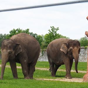 Pairi Daiza Steam Railway ride - Asian elephants (Elephas maximus), 2023-05-16