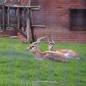 Pairi Daiza Steam Railway ride - Blackbuck (Antilope cervicapra), 2023-05-16