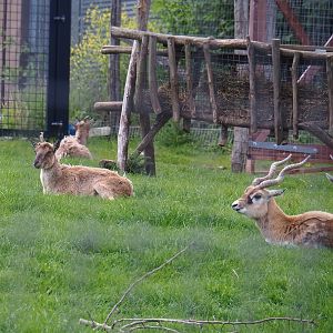 Pairi Daiza Steam Railway ride - Blackbuck (Antilope cervicapra) and Tajik markhor (Capra falconeri heptneri), 2023-05-16