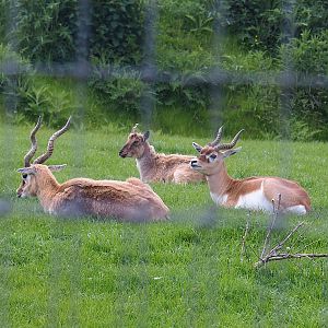 Pairi Daiza Steam Railway ride - Blackbuck (Antilope cervicapra) and Tajik markhor (Capra falconeri heptneri), 2023-05-16