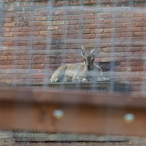 Pairi Daiza Steam Railway ride - Tajik markhor (Capra falconeri heptneri), 2023-05-16