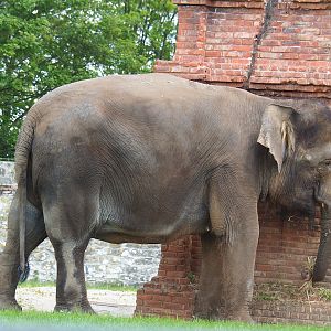 Pairi Daiza Steam Railway ride - Asian elephant (Elephas maximus), 2023-05-16
