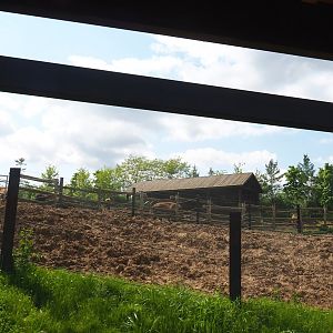 American Plains bison exhibit, Pairi Daiza Steam Railway ride - X, 2023-05-16