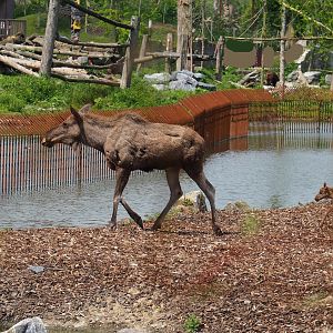 Pairi Daiza Steam Railway ride - Eurasian moose (Alces alces alces) with calf, 2023-05-16