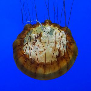 Pacific Sea Nettle