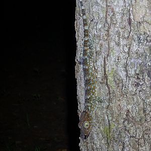 Tokay (Gekko gecko)