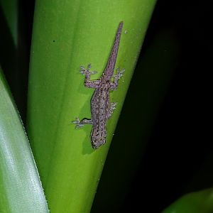 Asian House Gecko (Hemidactylus frenatus)