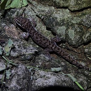 Siamese leaf-toed gecko (Dixonius siamensis)