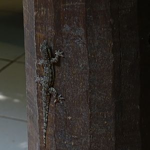 Flat-tailed house gecko (Hemidactylus platyurus)