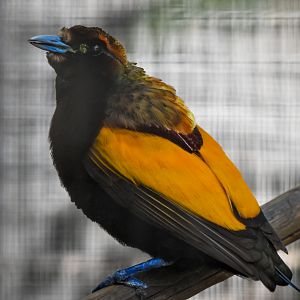 Magnificent Bird-of-Paradise