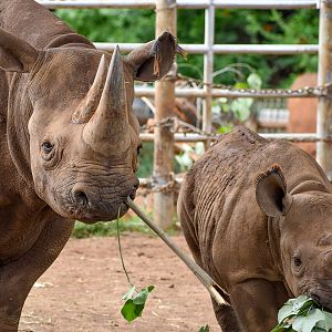 Eastern Black Rhinos  - Female with calf