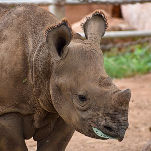 Eastern Black Rhino calf