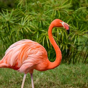 My first ever flamingo!