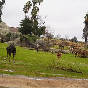 African sanvanah enclosure