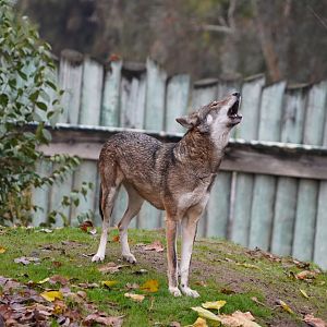 Red wolf howling