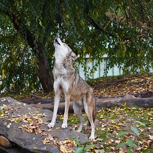 Red wolf howling