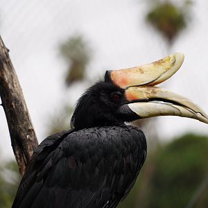 Rhinoceros hornbill