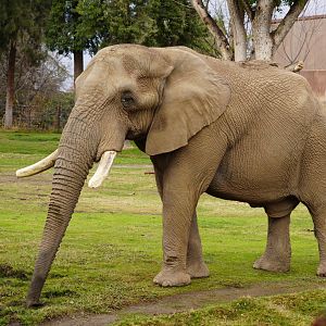 African bush elephant bull