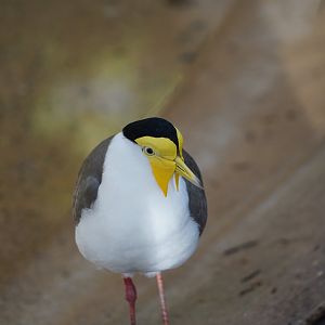 Masked lapwing
