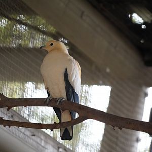 Pied imperial pigeon