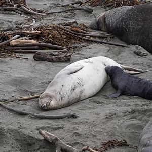Northern elephant seal pup nursing