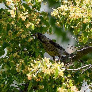 Yellow Wattlebird
