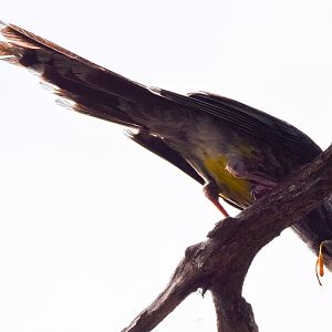 Yellow Wattlebird