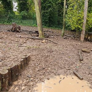 Visayan Warty Pig enclosure 31/10/23