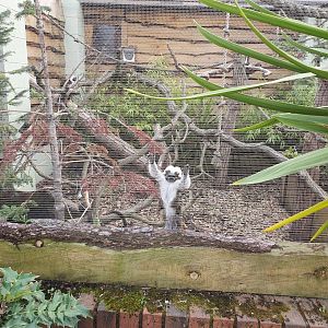 Cotton top tamarin enclosure 31/8/23