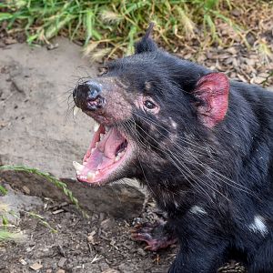 Tasmanian Devil Yawn