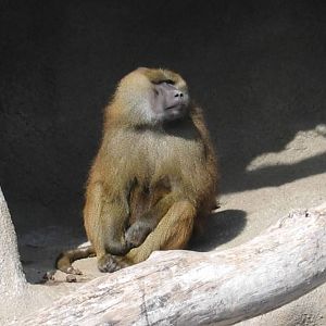 Guinea Baboon (Papio papio)