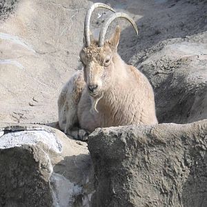 Siberian Ibex (Capra sibirica)