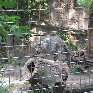 Snow leopard (Panthera uncia)