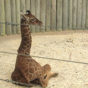 Baby Giraffe (Arnieta?)