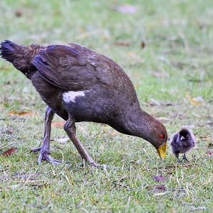 Tasmanian Native-Hen with chick