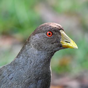Tasmanian Native-Hen