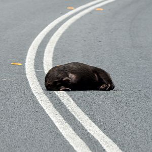 Tasmanian Wombat - roadkill