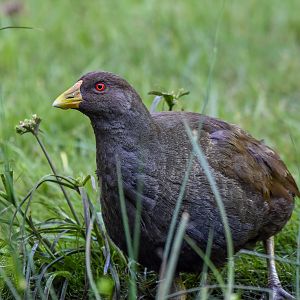 Tasmanian Native-Hen