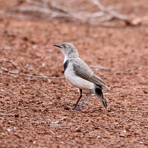 White-fronted Chat