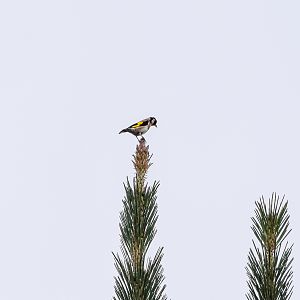 European Goldfinch