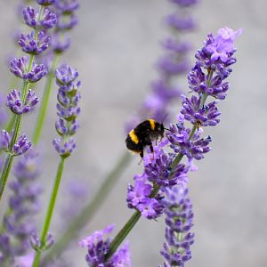 Buff-tailed Bumble Bee