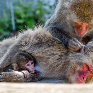 Japanese Macaques with four-month-old infant
