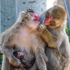 Japanese Macaques