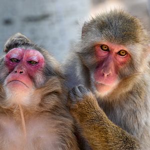 Japanese Macaques
