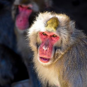 Japanese Macaque