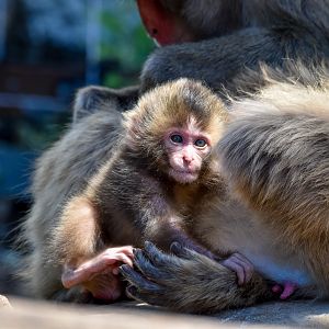 Four-month-old Japanese Macaque